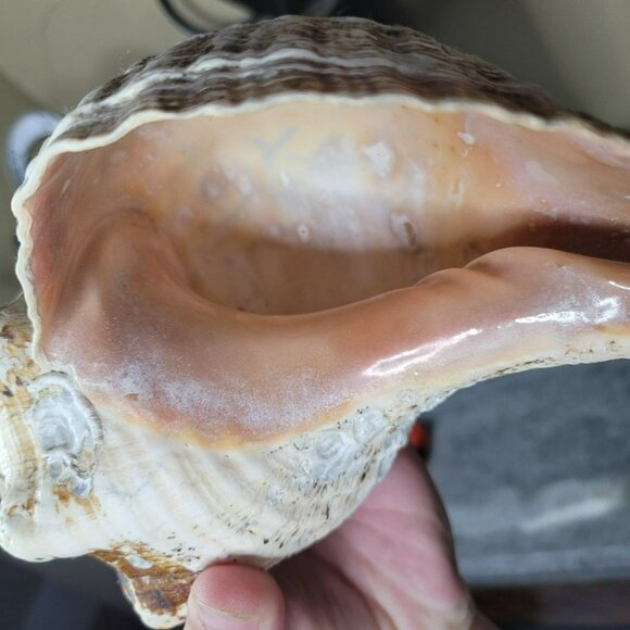 Real Conch Shell 10 inches Long Old Weathered Porous - Picture 6 of 11